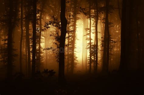 Foresta Spaventosa Scura Con Nebbia Al Tramonto Fotografia Stock