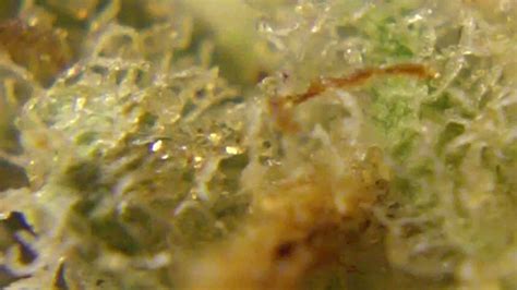 Ep 213 Mazar Kush 3d Weed Review Hd 1080p World Of Seeds