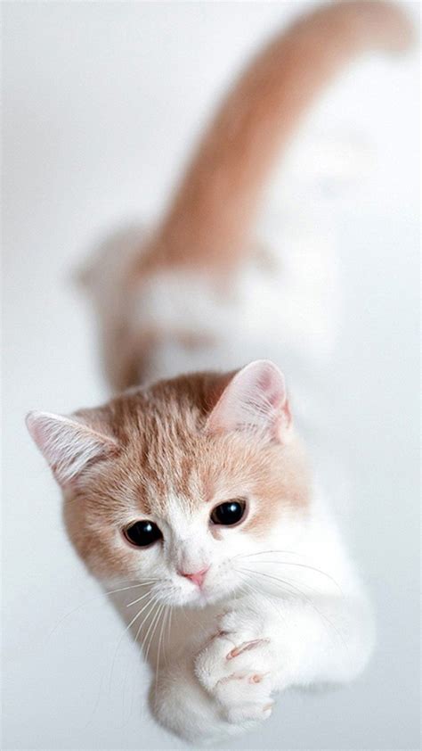 Cat Phone Cute Wallpapers - Wallpaper Cave
