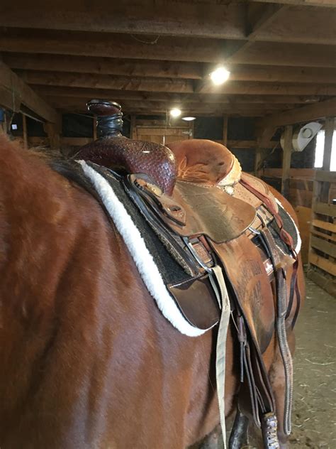 Product Review Classic Equine Biofit Correction Fleece Pad Horse Nation