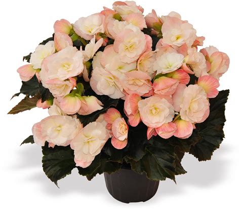 Begonia Indoor Plants Cultivation And Maintenance Watering Types