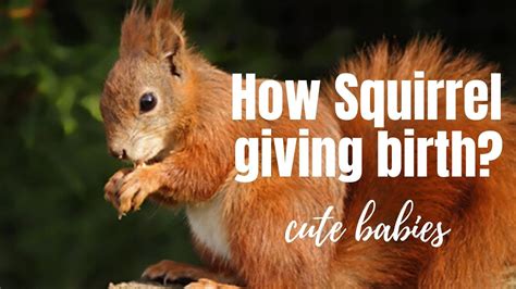 How A Squirrel Giving Birth Cute Baby Squirrel Youtube