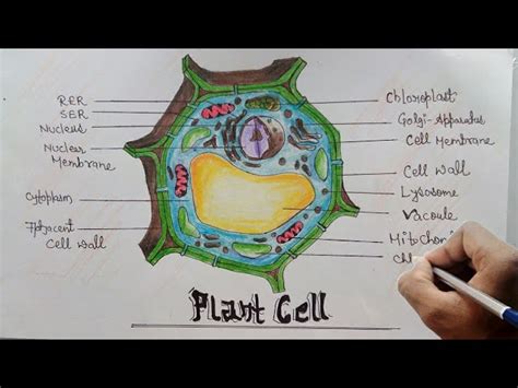 36 Draw And Label The Plant Cell Labels 2021