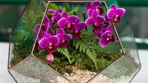 How To Make An Orchid Terrarium Experts Reveal How Gardeningetc
