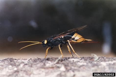 Giant Wood Wasp Urocerus Gigas Gigas Hymenoptera Siricidae 1192002