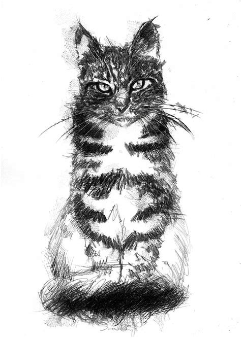 Tabby Cat Seanbriggs In 2023 Cat Art Animal Drawings Sketches