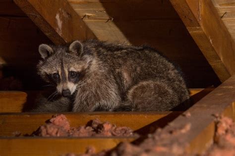 What Is Raccoon Roundworm Vancouver Wildlife Control
