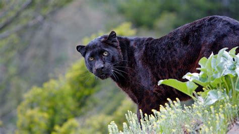 This Black Panther Where You Can Observe That Black Rosettes Are
