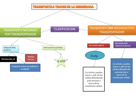 Mapa Conceptual De Membrana Celular Y Tipos De Transporte Consejos My
