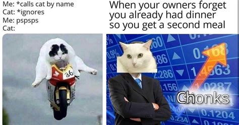 20 Funny Feline Themed Memes For Cat And Meme Lovers Alike Best Cat