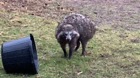 Raccoon Dog Capture Sought By Environment Minister Lesley Griffiths