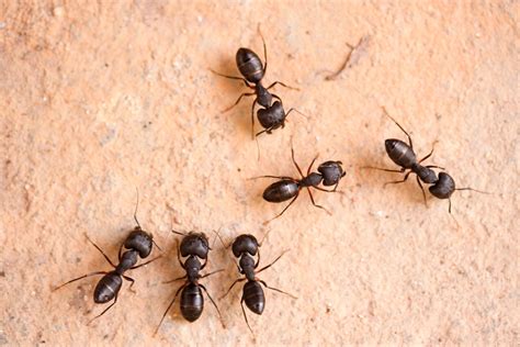 Carpenter Ant Facts Carpenter Ant Control Terro