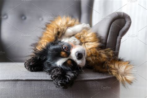 Cute Dog Relaxing High Quality Animal Stock Photos Creative Market