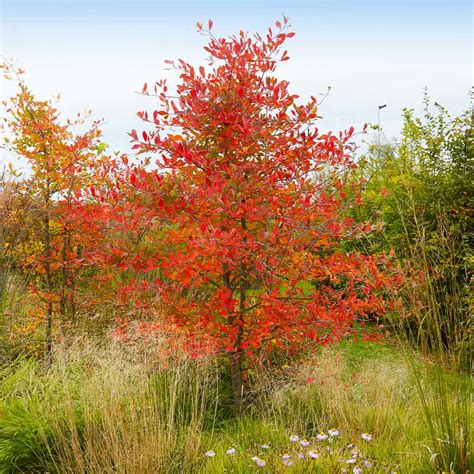 Autumn Brilliance Serviceberry Trees For Sale