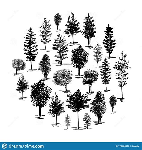 Sketch Trees Set Of Hands Drawn Silhouette Trees Vector Illustration