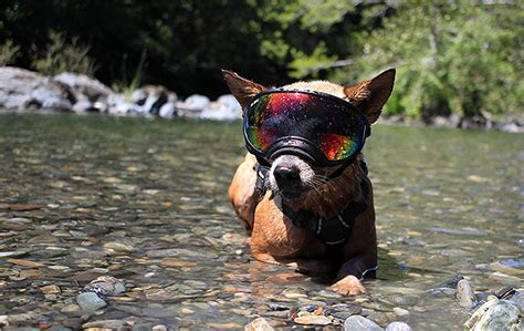 Rex Specs Dog Goggles Gearculture