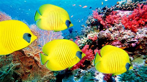 Gopro Coral Reefs Adventure Deep Ocean 4k Resolution