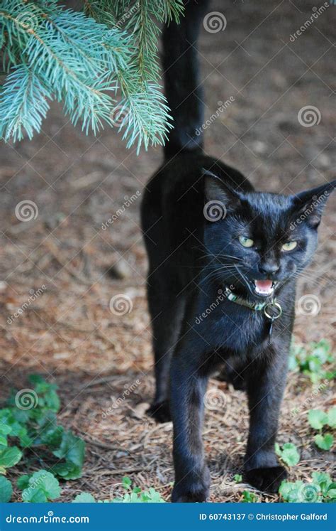 Black Cat Hissing Stock Image Image Of Alert Hissing 60743137