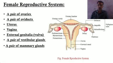 Female Reproductive System Youtube