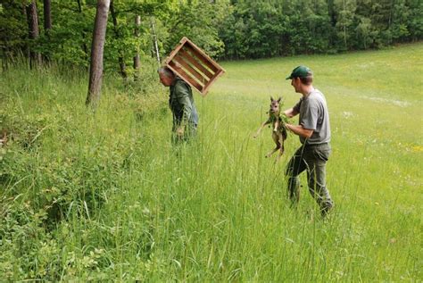 Préserver La Faune Sauvage Lors De La Fauche De Vos Prairies