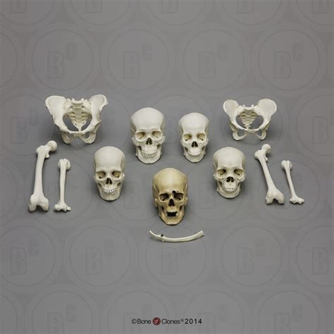 Forensic Primary Set Bone Clones Inc Osteological Reproductions