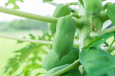 Young Raw Papaya Fruit On Tree With Green Leaves Stock Image Image Of