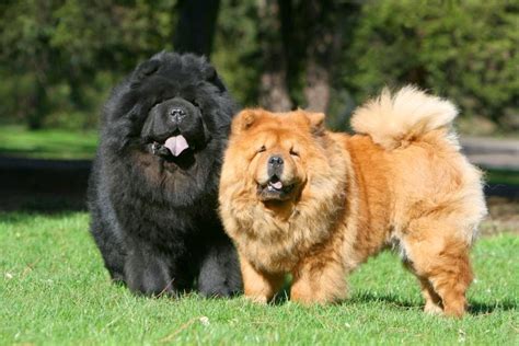 Everything About Your Chow Chow Luv My Dogs