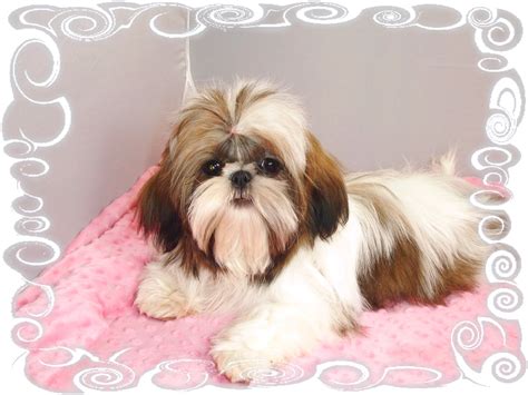 Shih tzu puppies for sale near me are developed in tibet and weigh around 4 to 7.25 kg which means 9 to 18 lb. Shih Tzu Breeders Near Me