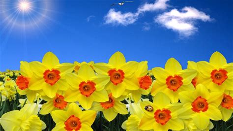 Spring Daffodils Flowers Wallpapers Wallpaper Cave
