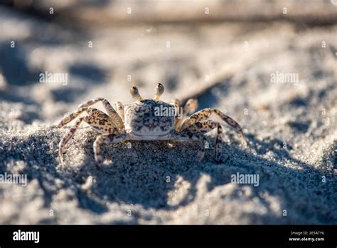 A Juvenile Atlantic Ghost Crab Ocypode Quadrata In The Sand At