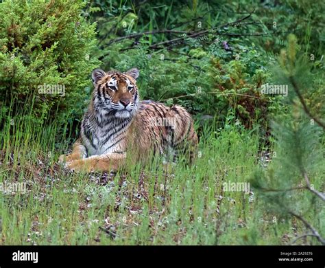 A Captive Juvenile Siberian Tiger Stock Photo Alamy