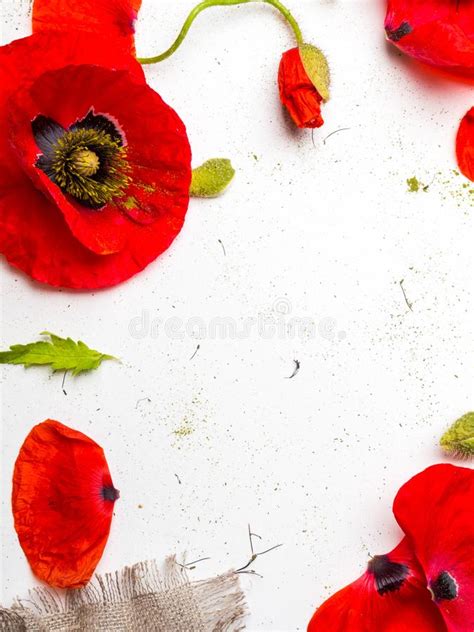 Red Poppies Over A White Background Border Floral Design For An Angle