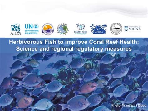 Webinar Herbivorous Fish To Improve Coral Reef Health Scientific And