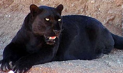 Black panthers are just black jaguars or leopards with melanistic traits, usually to a higher degree jaguars are the only animal at the zoo that i ever thought wanted me dead. Online Photo Books 21 Melanistic (All Black) Animals