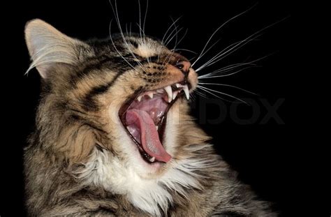 Portrait Of A Yawning Norwegian Forest Stock Image Colourbox