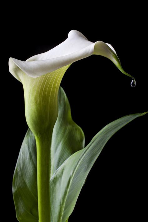 Adorable Beautiful Calla Lily Flowers And Gardens
