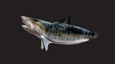 Tiger Shark 3d Models Sketchfab