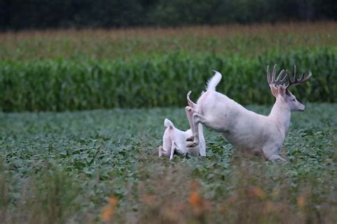 Running White Bucks Photograph By Brook Burling Fine Art America