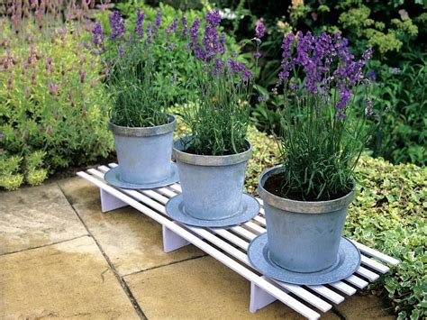 Best Lavender For Containers Lavender Plant