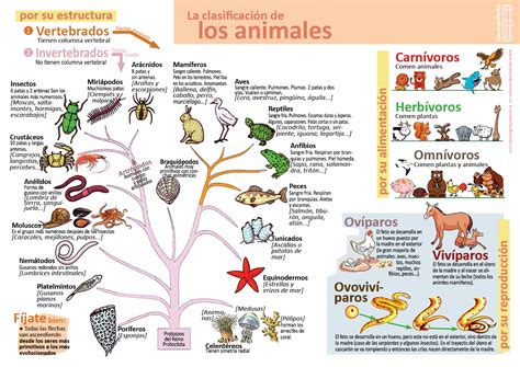 La Clasificación De Los Animales Infografía Y Hoja De Examen 6º