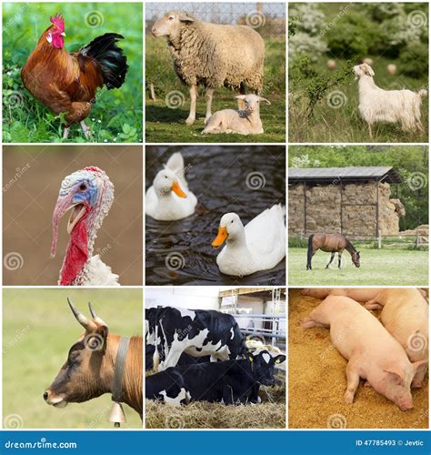 Domestic Animals Stock Image Image Of Outdoor Agricultural 47785493