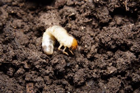 How To Get Rid Of Lawn Grubs Trugreen