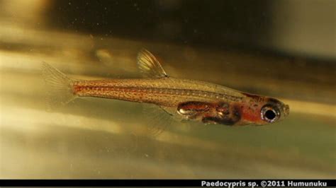 20 Smallest Freshwater Aquarium Micro Fish That Stay Small