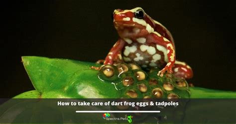 How To Take Care Of Dart Frog Eggs And Tadpoles Step By Step