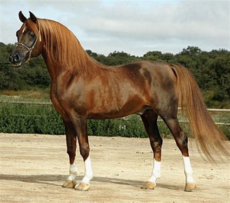 Pure Spanish Arabian Stallion Timur So Much More Beautiful And