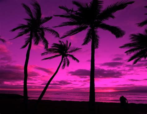 Beautiful Purple Beautiful Beauty Clouds Dusk Nature Palm