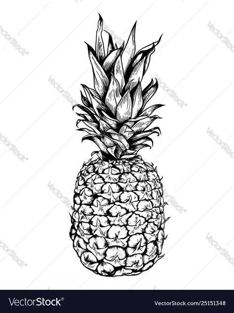 Hand Drawn Pineapple Royalty Free Vector Image