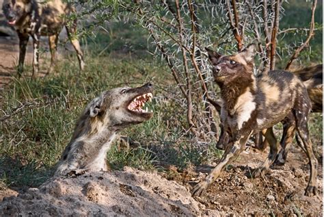 Ilya Raskin Sharperplanet Photography Mammals Canines And Hyenas