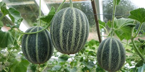 How To Grow Melons Best Melon Varieties Which