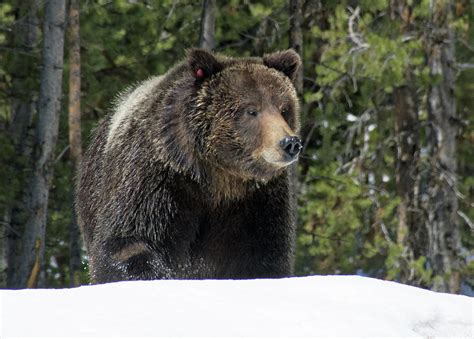Spring Grizzly Bear In Yellowstone National Park Photograph By Bruce